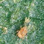 <I>Neoseiulus Californicus</I>, Mite Predator 1,000
