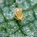 <I>Galendromus occidentalis</I>, Mite Predator, 1,000