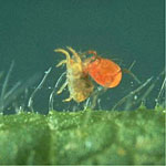 <I>Phytoseiulus persimilis</I>, Mite Predator