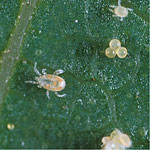 <I>Neoseiulus Californicus</I>, Mite Predator
