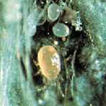 <i>Neoseiulus fallacis</i> Mite Predators