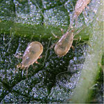 Thrips Mite <I>Cucumeris/ Amblyseius (Neoseiulus)</I>