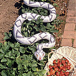 Snake Scarecrow - Natural Enemy