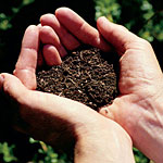 Soil Analysis