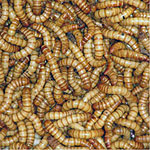 Mealworms -<I>Tenebrio molitor</I>