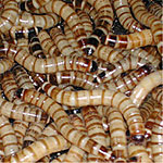 Superworms - <I>Zoophobus morio</I> - 1,000