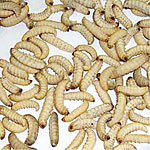 Waxworms - <I>Galleria mellonella</I> Live Grubs