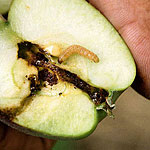 Apple Maggots