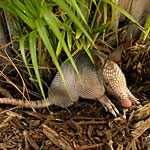 Armadillos