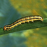 Armyworm