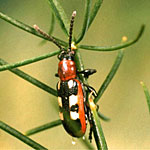 Asparagus Beetles