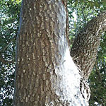 Bark Lice