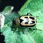 Bean Leaf Beetle
