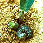 Black Cutworm