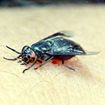 Black Fly