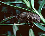 Black Vine Weevil