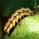 Bollworm