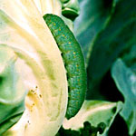 Broccoli Worms