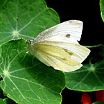 Cabbage Butterfly