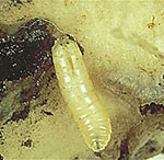Cabbage Root Maggot