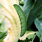 Cabbage Worm