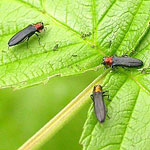 Cane Borer - Red-Necked