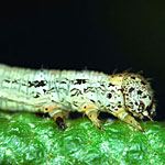 Canker Worms