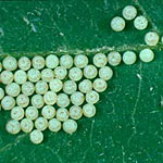 Caterpillar Eggs