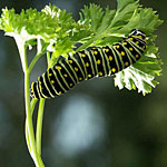 Celery Worm - Carrot Worm