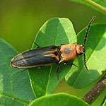 Click Beetle