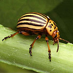 Colorado Potato Beetle