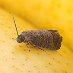 Codling Moth