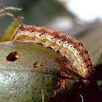 Corn Earworm