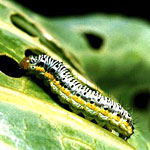 Cross-Striped Cabbageworm