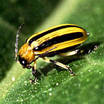 Cucumber Beetle