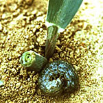 Cutworm