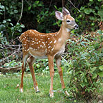 Deer