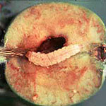 European Apple Sawfly