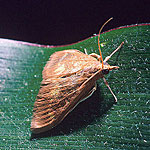 European Corn Borer