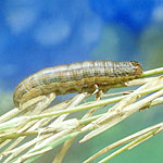Fall Armyworm