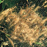 Fall Webworm