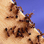 Fire Ants