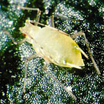 Flying Aphids