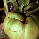 Fruit Worm