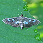 Grape Leaf Folder