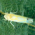 Grape Leafhopper