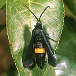 Greater Peach Tree Borer