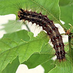 Gypsy Moth