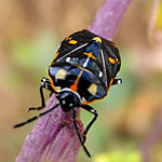 Harlequin Bugs