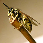 Hornets